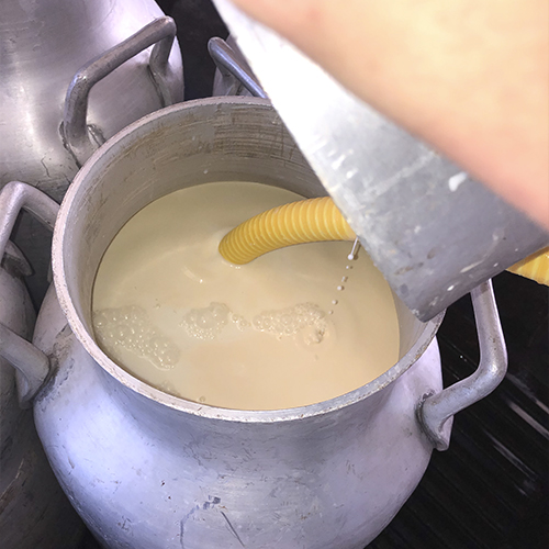 La leche debe ser llevada en un tiempo determinado, lo deseado es que, desde la ordeñada de la vaca a su transformación en un queso, sea el menor tiempo posible.