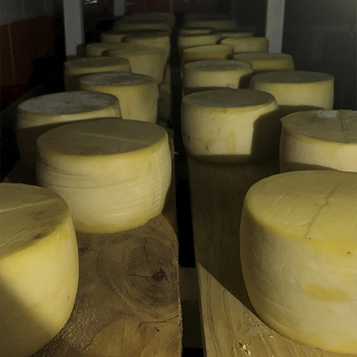 Los quesos se van madurando sobre maderas, muchas de las bacterias, hongos y levaduras que les dan el sabor y aroma a los quesos se hospedan en las maderas.
